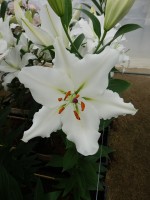 [5300 Silverio No01.JPG]